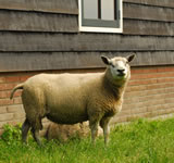 Schapen rondom het huis Schapen rondom het huis